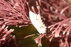 Aegires albopunctatus