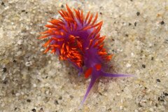 Flabellinopsis iodinea