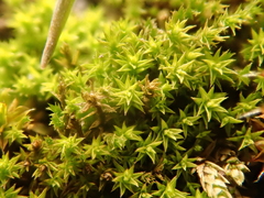 Pseudocrossidium hornschuchianum