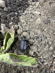 Calosoma vagans