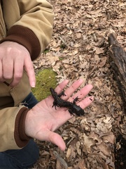 Ambystoma jeffersonianum