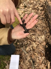 Ambystoma jeffersonianum