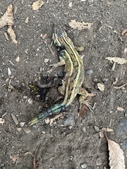 Liolaemus cyanogaster