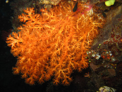 Chironephthya