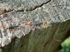 Oecophylla longinoda