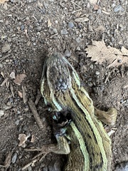 Liolaemus cyanogaster