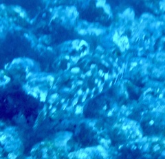 Sphoeroides marmoratus