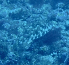 Sphoeroides marmoratus