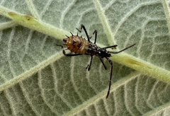 Leptoglossus chilensis