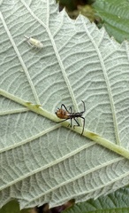 Leptoglossus chilensis