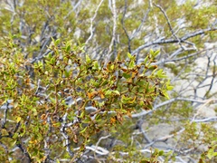 Larrea divaricata