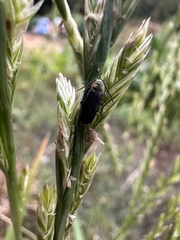 Polemius denticornis