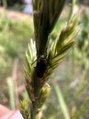Polemius denticornis
