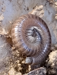 Cylindroiulus punctatus