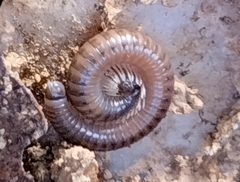 Cylindroiulus punctatus