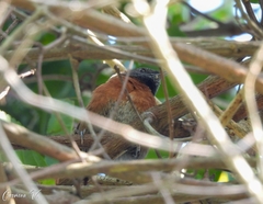 Synallaxis erythrothorax