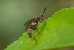 Tenthredo vespa
