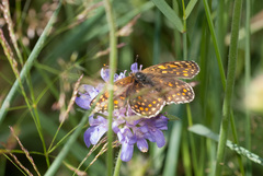 Melitaea athalia
