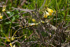 Ophiogomphus cecilia