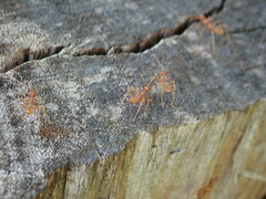 Oecophylla longinoda