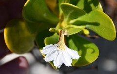 Scaevola plumieri