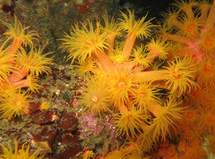 Dendrophyllia