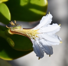 Scaevola plumieri