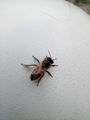 Apis mellifera