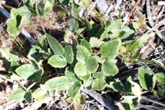 Knowltonia anemonoides