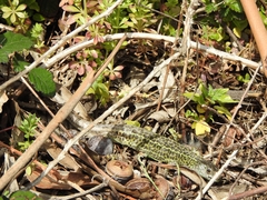 Lacerta schreiberi