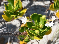 Scaevola plumieri