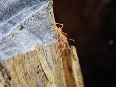 Oecophylla longinoda