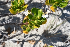 Scaevola plumieri