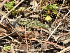 Lacerta schreiberi