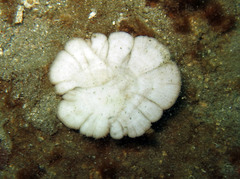 Cycloseris fragilis