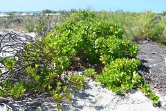 Scaevola plumieri