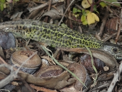 Lacerta schreiberi