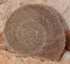 Iberus gualtieranus gualtieranus