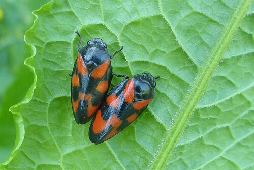 Common Froghopper photo 4
