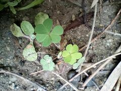Oxalis