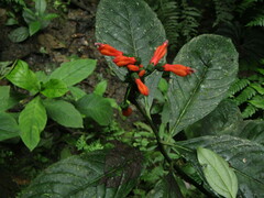 Centropogon vaughianus