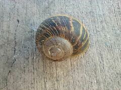 Cornu aspersum