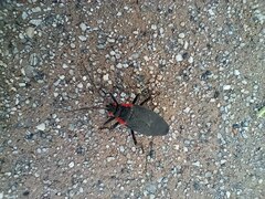 Jadera haematoloma