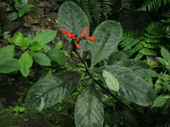 Centropogon vaughianus