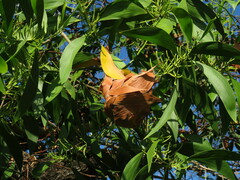Oecophylla longinoda