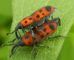 Rhodobaenus tredecimpunctatus