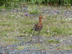 Limosa limosa islandica