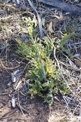 Lichtensteinia lacera