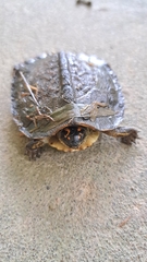 Rhinoclemmys punctularia