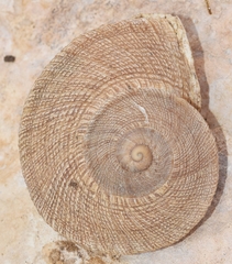 Iberus gualtieranus gualtieranus
